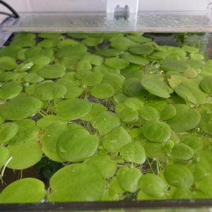 frogbit.JPG