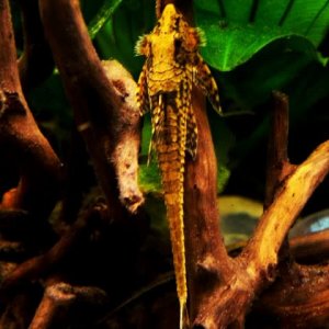 whiptail001_zps38116dc0.jpg