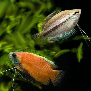 Honey Gourami 1.jpg