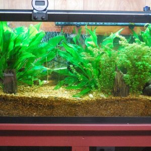 55-gallon aquarium 3-18-21.jpg