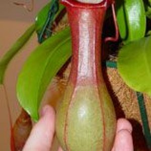 N_ventrata_pitcher.jpg