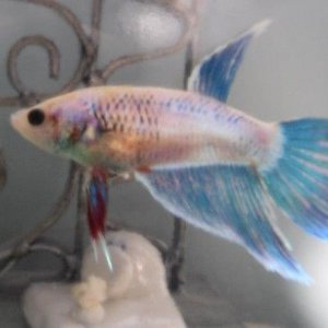 femalebetta.JPG