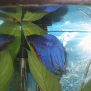 betta1.jpg