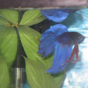 betta3.jpg