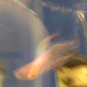 Andwer__s_new_bettas_012.jpg