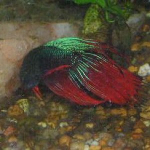 Andwer__s_new_bettas_006__2_.jpg