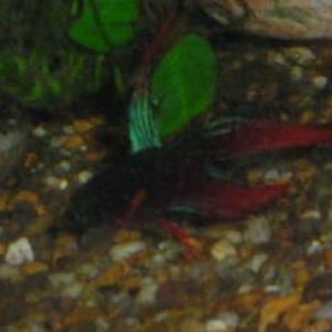 Andwer__s_new_bettas_004__2_.jpg