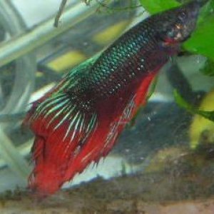 Andwer__s_new_bettas_007__2_.jpg