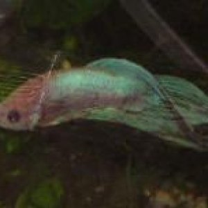 Andwer__s_new_bettas_013__2_.jpg