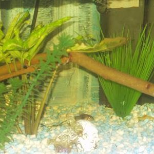 fish_tank_018.jpg