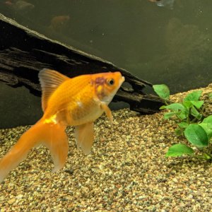 goldfish.jpg