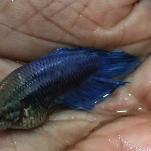 swollen betta1.JPG