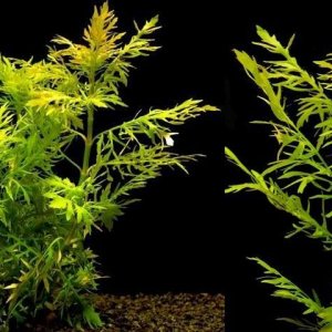 Hygrophila difformis1.jpg