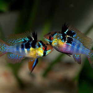 Mikrogeophagus ramrirezi wild pair.jpg