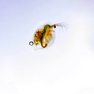 daphnia_macro_550.jpg