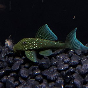 BluePhantomPleco2 - Copy.jpg