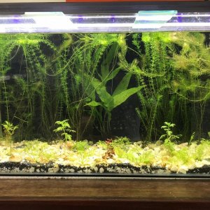 aquarium with all plants.jpg