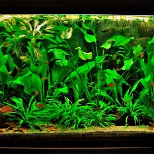 115g Aug 22-14.JPG