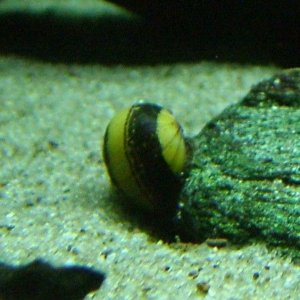 #6 bee nerite.JPG