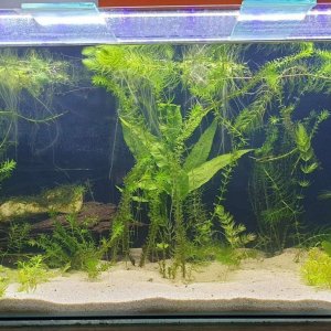 planted aquarium for journal.JPEG