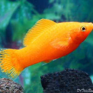 orange sailfin mollie female.jpg