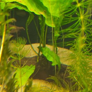 java fern plantlets at rhizome.JPEG