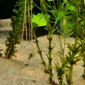 java fern plantlet left.JPEG