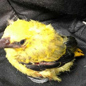 black naped oriole baby first pic.jpg