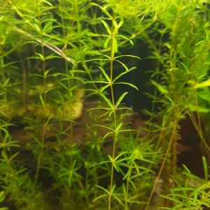 difference with hydrilla in 55g.JPEG