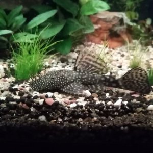 pleco.jpg