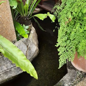 pond with bridge.JPEG