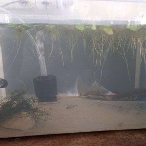 breeding tank front.JPEG