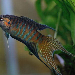 1544px-DV_Paradise_fish_male_05.jpg