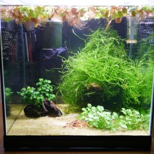 Shrimp tank Nov 2021.jpg