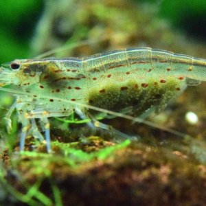 amano-shrimp-eggs-upclose.jpg