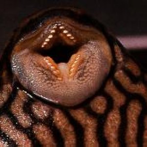 pleco_mouth.jpg