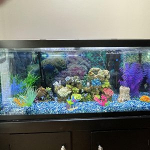 Tank Setup (minus one plant decoration).jpg