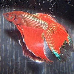 wm_betta_1.jpg