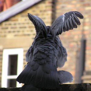 pigeon2.jpg