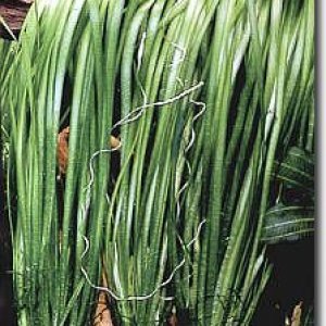 Vallisneria_Spiralis.jpg