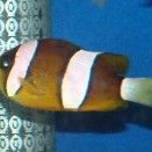 butterscotch__one_green_chromis.JPG