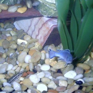 061404___Blue_Cichlid_with_Eel.jpg