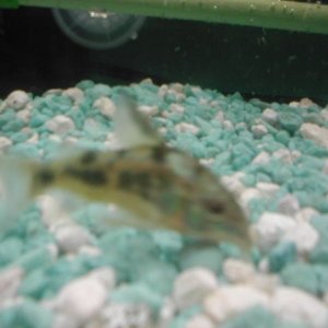 Fish_016.jpg