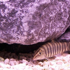 zebra_loach_101.jpg