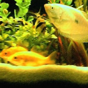 bcommon_fancy_bgourami001.jpg