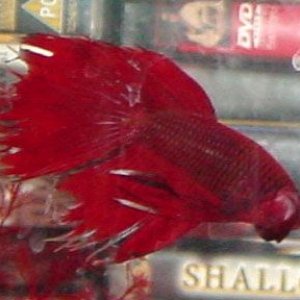 Red_betta_copy.jpg