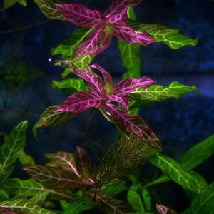 Hygrophila_Polysperma_Rosanvig.jpg