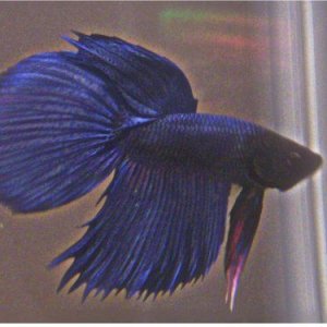 betta.JPG