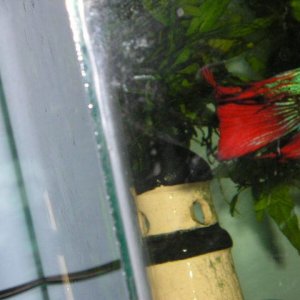 Andwer__s_new_bettas_020.jpg