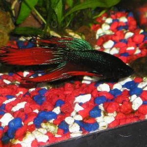 Andwer__s_new_bettas_024__2_.jpg